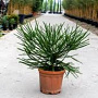 Cryptomeria j. 'Araucarioides' 125-150 cm 20L