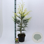 Cryptomeria j. 'Barabits Gold' 60-80 cm 5,0L