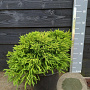 Cryptomeria j. 'Little Diamond' 25-30 cm 7,5L