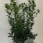 Ilex meserv. Blue Maid 80-100 cm met kluit