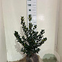 Ilex meserv. 'Blue Prince' 60-80 cm met kluit