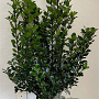 Ilex meserv. 'Blue Prince' 80-100 cm met kluit