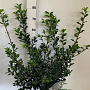 Ilex meserv. 'Blue Princess' 60-80 cm met kluit
