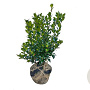 Ilex meserv. Heckenfee 60-80 cm met kluit