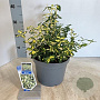 Euonymus fort. Blondy 30-40 cm 5,0L