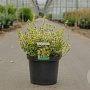 Euonymus fort. 'Emerald 'n' Gold' 40-50 cm 10L
