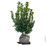 Ilex meserv. 'Heckenpracht' 60-80 cm met kluit