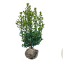 Ilex meserv. 'Heckenstar' 60-80 cm met kluit