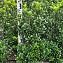 Ilex meserv. 'Heckenstar' 80-100 cm met kluit