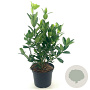 Euonymus japonicus 30-35 cm 2,0L