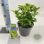 Euonymus jap. 'Aureomarginatus' 20-25 cm 2,0L