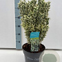 Euonymus jap. 'White Spire' 20-25 cm 5,0L