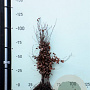 Fagus sylvatica 80-100 cm wortelgoed