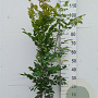 Koelreuteria paniculata 100-125 cm 10L struik