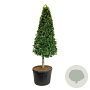 Fagus sylvatica 200-225 cm cont. 180L Pir. op stam