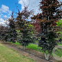Fagus syl. 'Atropunicea' 200-250 cm draadkluit meerstammig