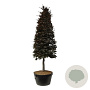 Fagus syl. 'Atropunicea' 350-400 cm cont. 500L piramide