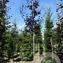 Fagus syl. 'Atropunicea' 6-8 HO draadkluit