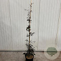 Fagus syl. Midnight Feather 175-200 cm 15L geveerd