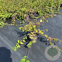 Kolkwitzia amabilis 30-40 cm P13