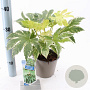 Fatsia japonica 'Spider's Web' 20-30 cm 2,0L