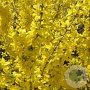 Forsythia int. 'Minfor6' 60-80 cm 15L