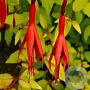 Fuchsia magel. 'Aurea' GM P9