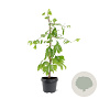 Ginkgo biloba 50-60 cm 3,0L
