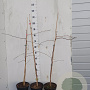 Ginkgo biloba 60-80 cm 4,0L gebonden