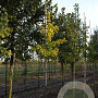 Ginkgo biloba 8-10 HO draadkluit