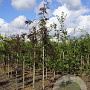 Gleditsia triac. 'Rubylace' 6-8 HO draadkluit