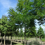Gleditsia triac. 'Skyline' 30-35 HO draadkluit 250 cm stam