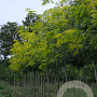 Gleditsia triac. 'Speczam' 10-12 HO draadkluit