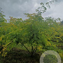 Gleditsia triac. 'Sunburst' 250-300 cm draadkluit meerstammig