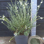 Gomphostigma v. 'White Candy' 50-60 cm 10L