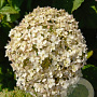 Hydrangea a. Bellarag. Blanchetta GM 3,0L leverbaar