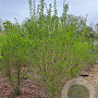 Ligustrum ovalifolium 250-300 cm draadkluit struik