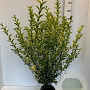Ligustrum oval. 'Aureum' 80-100 cm met kluit