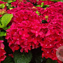 Hydrangea m. Fire Wings 15-20 cm 2,0L