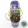 Hydrangea m. Hortbux 15-20 cm 2,0L blauw