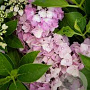 Hydrangea m. Hortbux 15-20 cm 2,0L rose