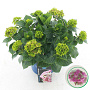 Hydrangea m. Lady Mata Hari 30-40 cm 5,0L rose