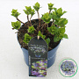Hydrangea m. Lady Mata Hari 15-20 cm 2,0L blauw