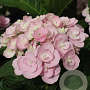 Hydrangea m. Love GM 3,0L leverbaar