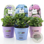 Hydrangea m. Mag. Four Seasons Mix 15-20 cm 2,0L
