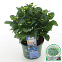 Hydrangea m. Magical Revolution 30-40 cm 5,0L blauw