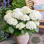 Hydrangea m. 'Wudu' GM 3,0L leverbaar