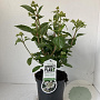 Hydrangea pan. 'Dharuma' 25-30 cm 3,0L