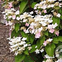 Hydrangea pan. 'Dharuma' 125-150 cm draadkluit struik