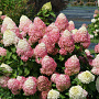 Hydrangea pan. Quick Fire 40-60 cm 10L